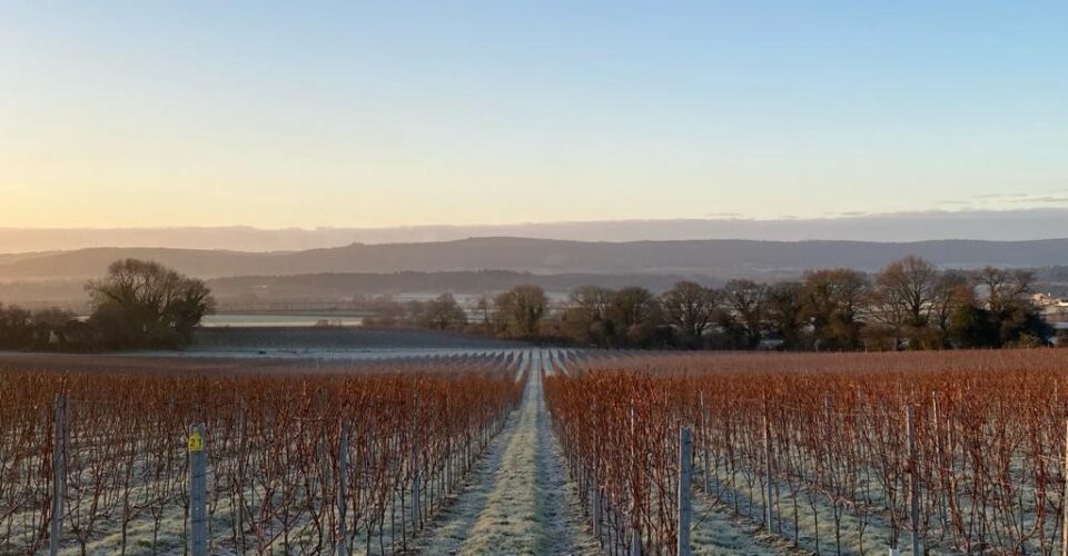 Frosty winter scenes in our Sussex vineyard